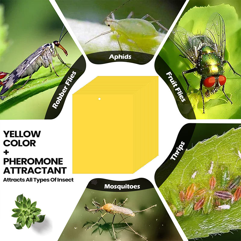 🐞 Super-Sticky Double-Sided Insect Traps  – Keep Your Garden Pest-Free, Rain Or Shine🌿